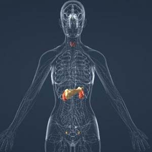 Endocrinologista e Metabolismo